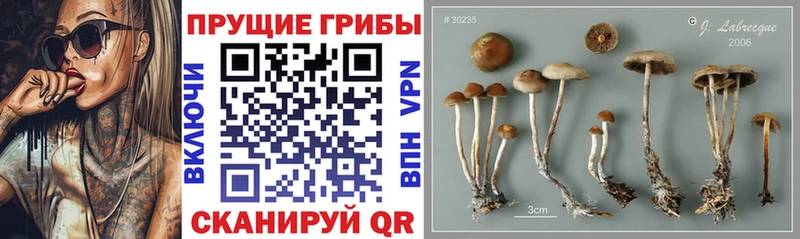 Галлюциногенные грибы Cubensis  Пикалёво 